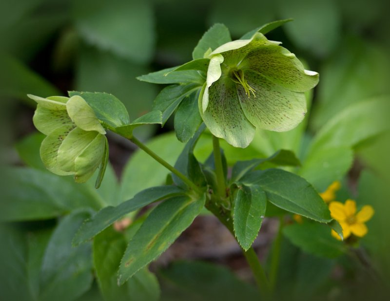 P5243956 Helleborus