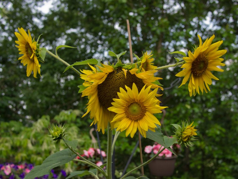 Lots of Sunflowers