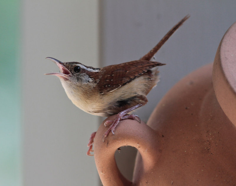 _MG_5667 Perky Loud Sentinel - Carolina Wren