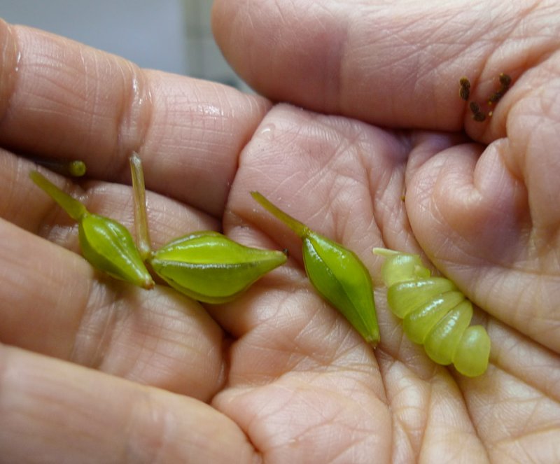 P1100434 Impatiens Seed Pods