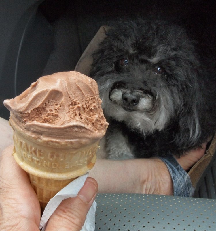P8204371 Dog Tortured in Car!