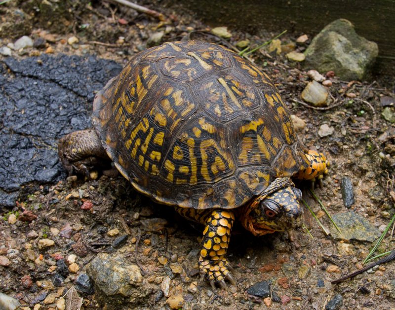 Eastern Box Turtle