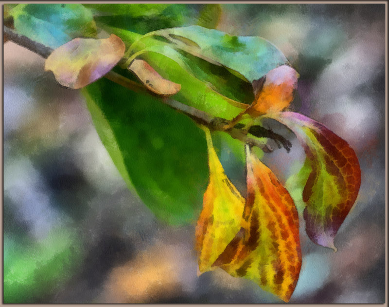 Persimmon Leaves DAP