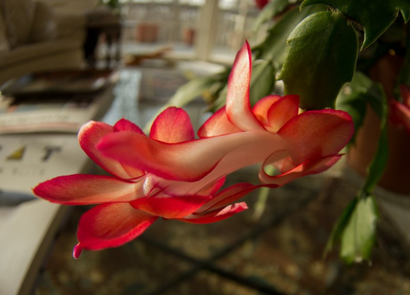 P1020548 Rokinon Fisheye Schlumbergera Blossom