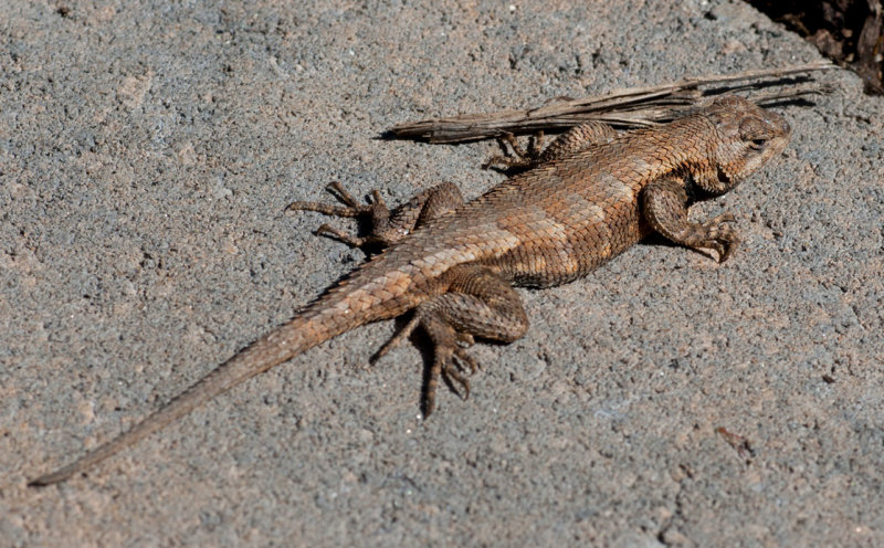 _MG_4700 Eastern Fence Lizard March 1
