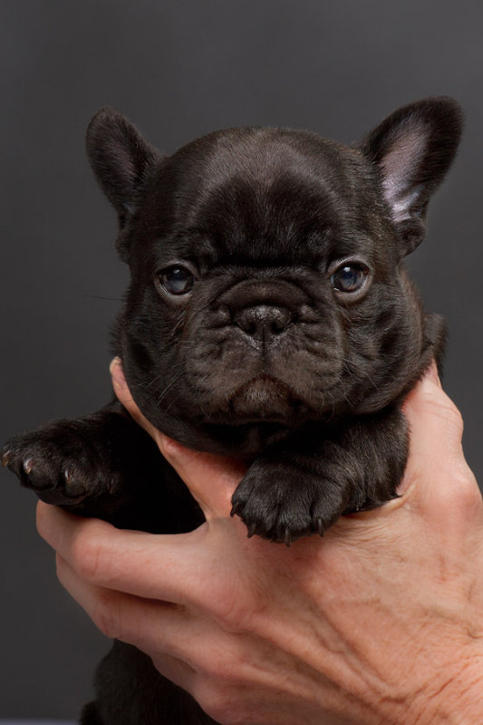 _MG_7880 French Bulldog Puppy - Five Weeks Old