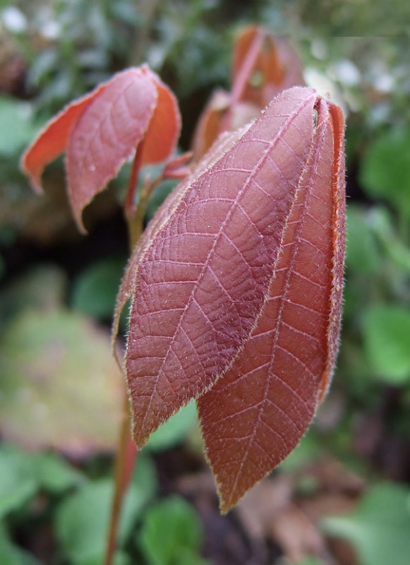 DSCF8230 (not e-pl1!) Closeup of unidentified leaf from next image