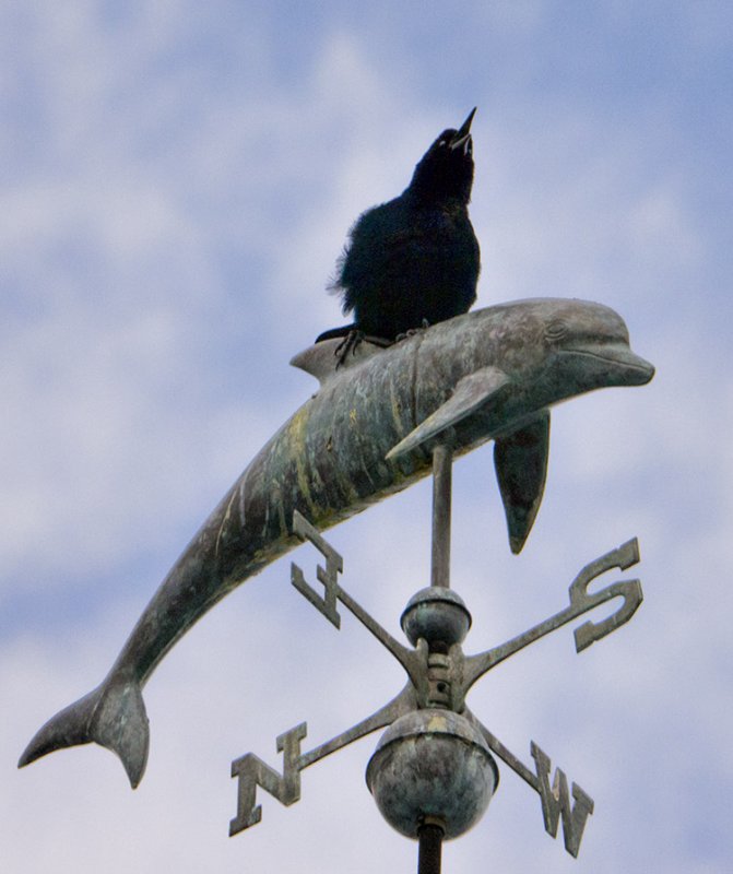 P1030976 Grackle on Weathervane