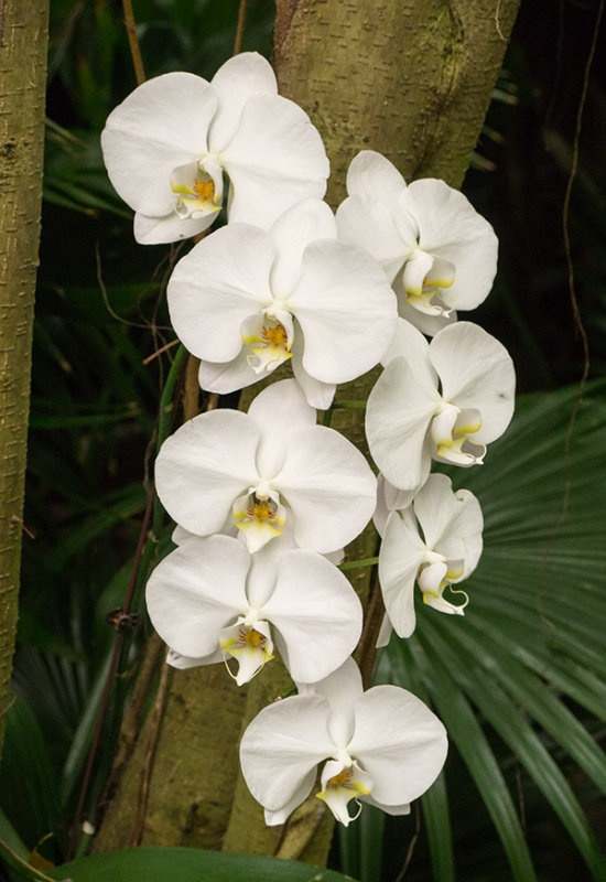 P1040095 White Orchids in the Magnolia Plantation Conservatory