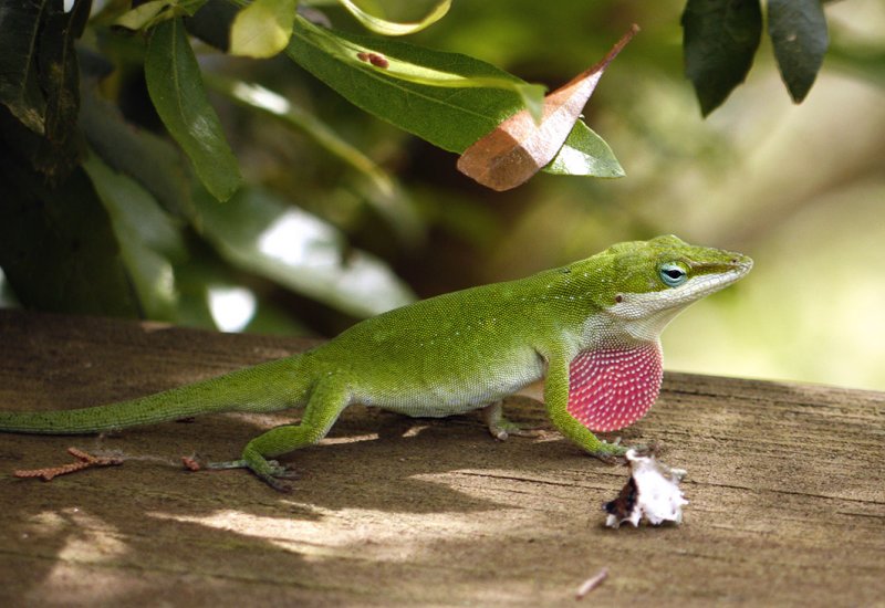 P1040281 Male Anole Looking for a Girlfriend