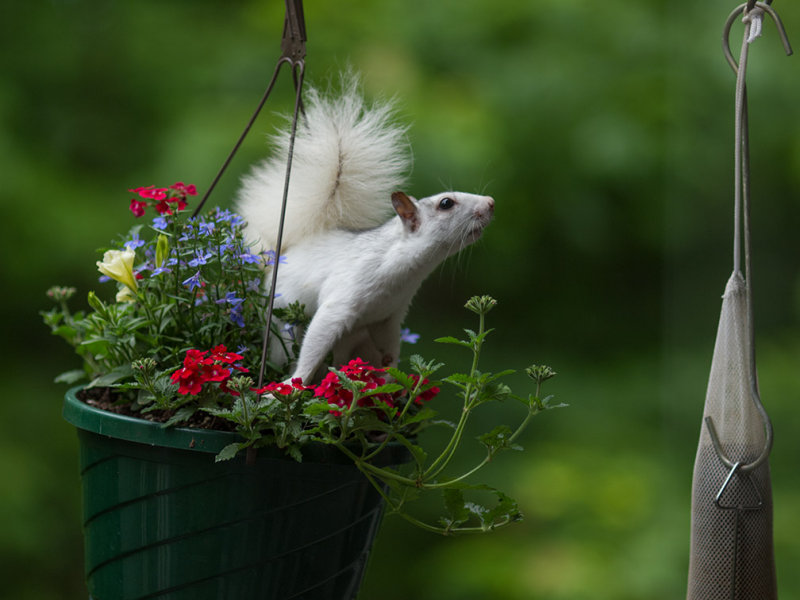 P5226149 Reaching White Squirrel 135.jpg