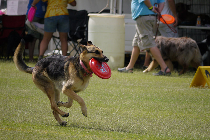 P1050391 German Shepherd