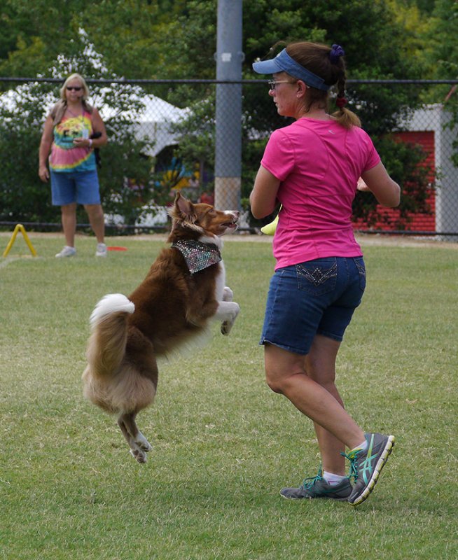 P1050404 Flying Border Collie