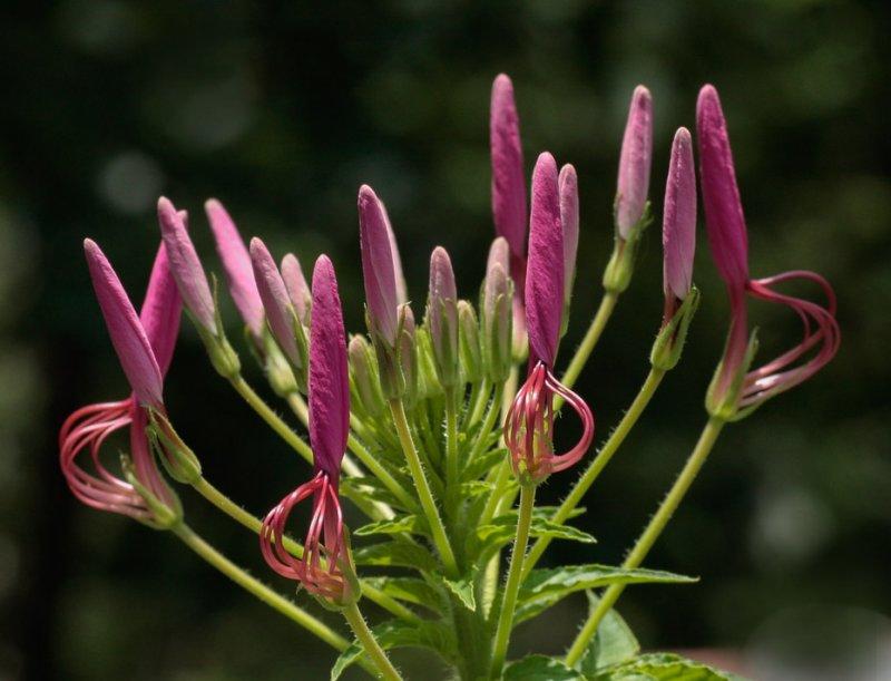 _MG_2807 Pink cleome