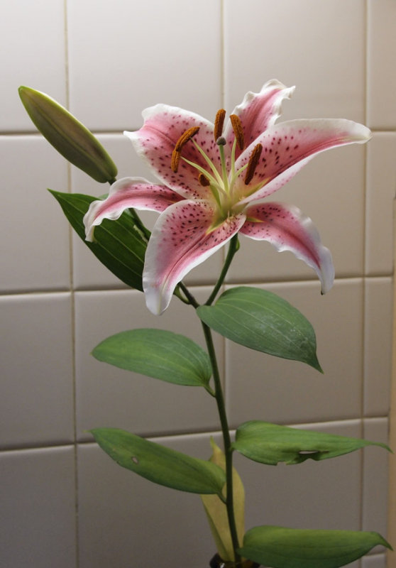 P7026327 Fallen Stargazer Lily