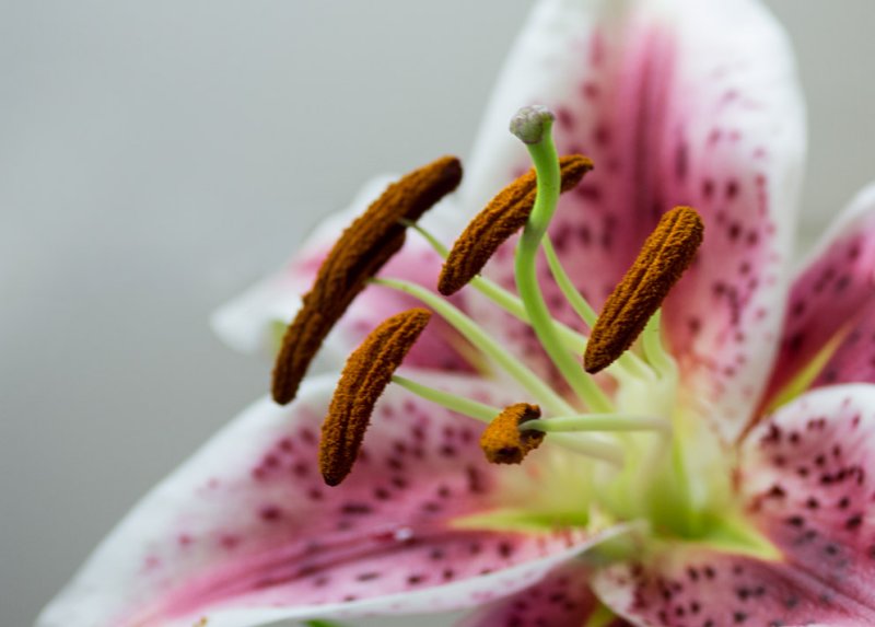 P1060270 Stargazer Stamens