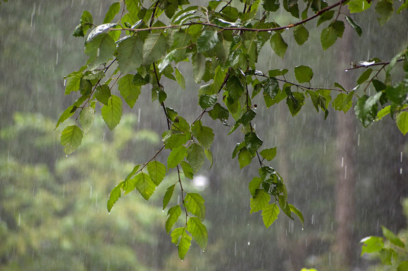 P7136367 Downpour