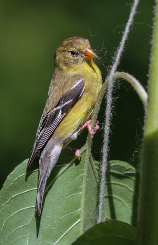 _MG_0313 American Goldfinch