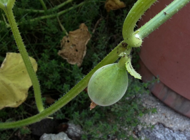 First Melon