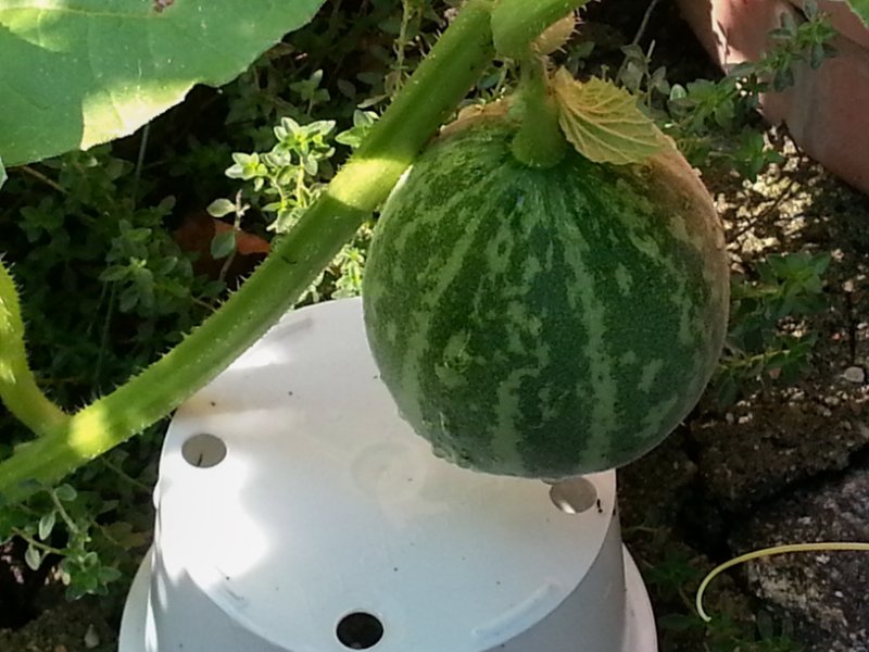 You can almost see it grow!