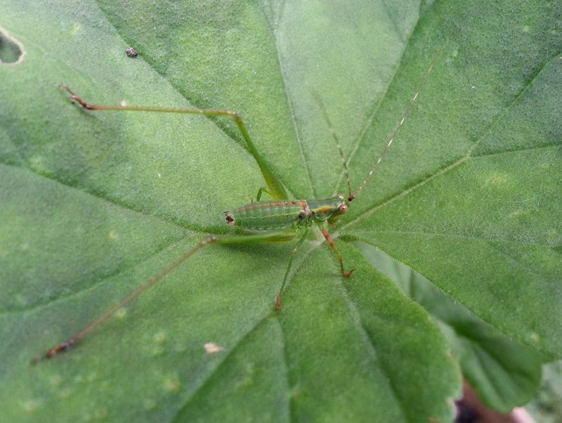 katydid nymph 