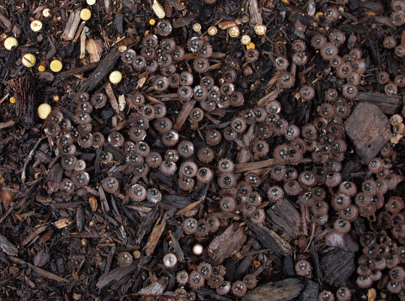 P9056436 Bumper Crop of Birds Nest Fungus