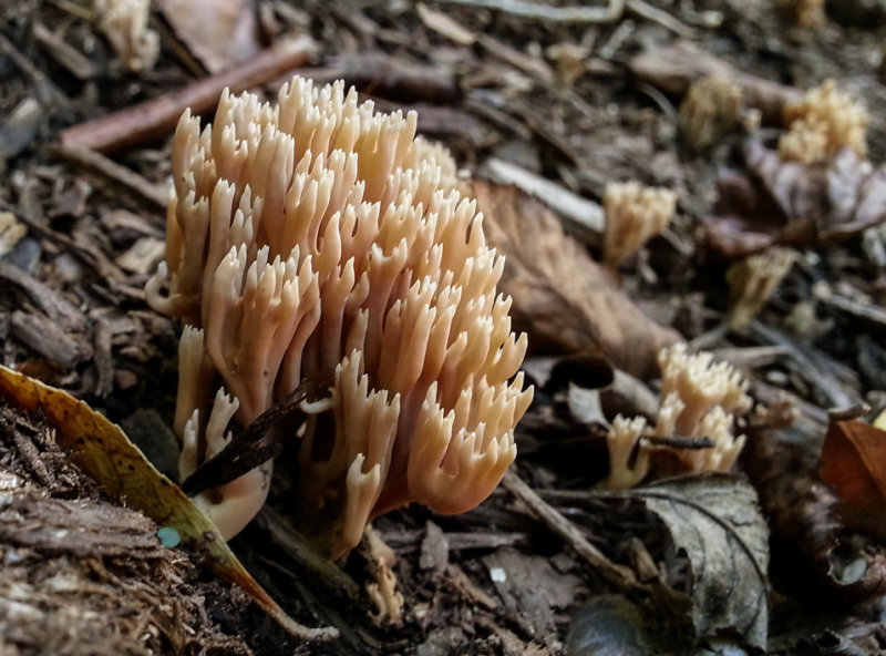 20120907_122453 New Fungus For Me