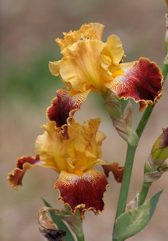 _MG_0560 Yellow and Maroon Iris