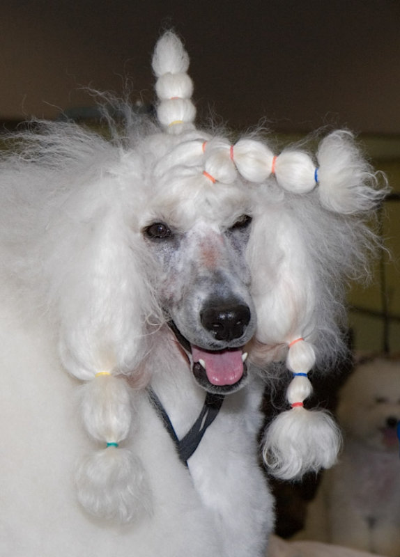 Its a Unipoodle!
