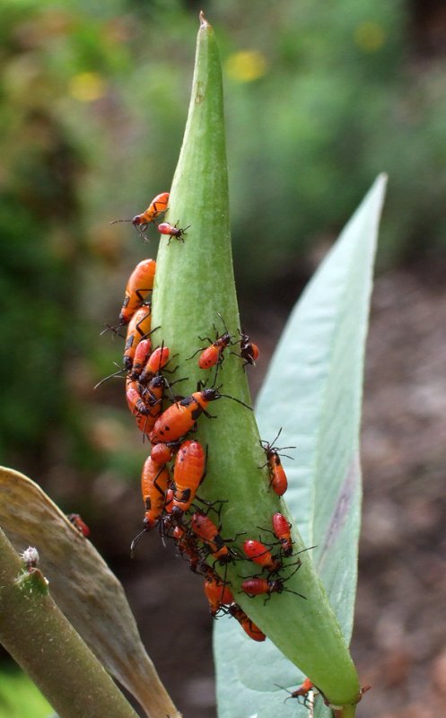 984 Milkweed bug  nymphs