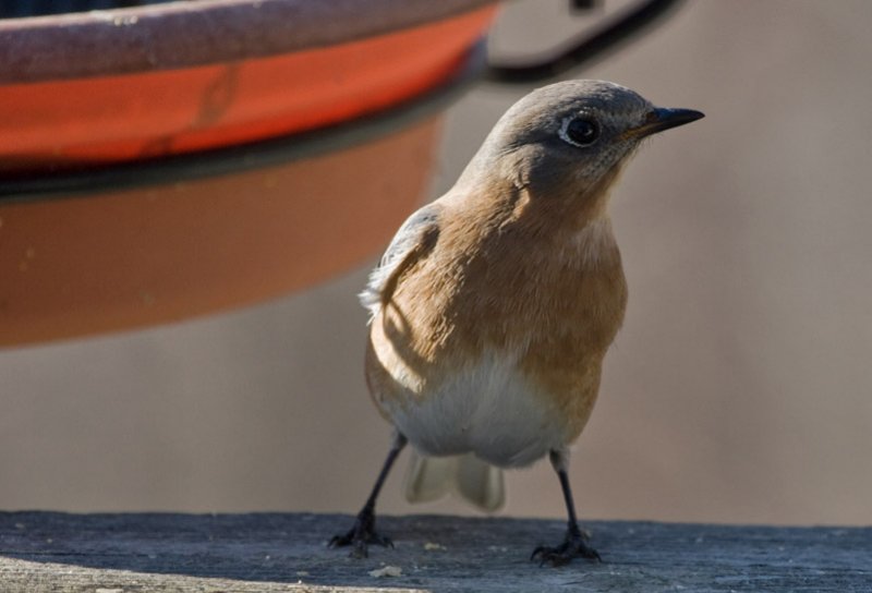 _MG_0480 Female Bluebird
