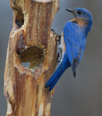 _MG_4573 Male Bluebird
