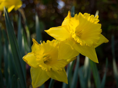 P3182631 Daffodils