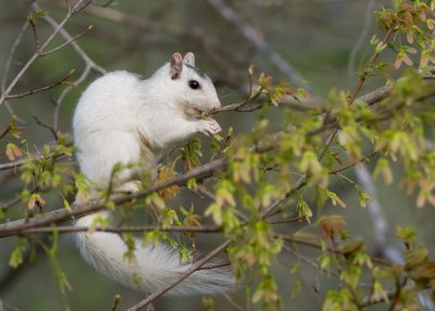 _MG_4866 White Squirrel Enjoying Tree Seed Pod