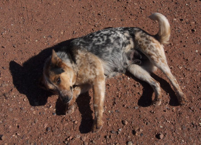 P5123712 Submissive Feral Mama at Hubble Trading Post