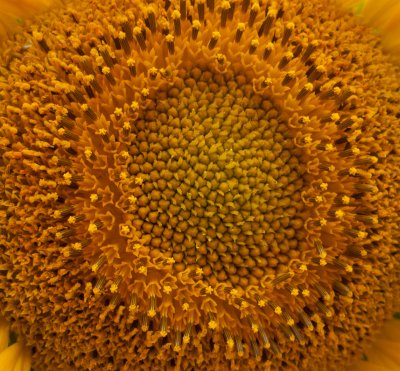 P1100135 The Wonder of a Sunflower