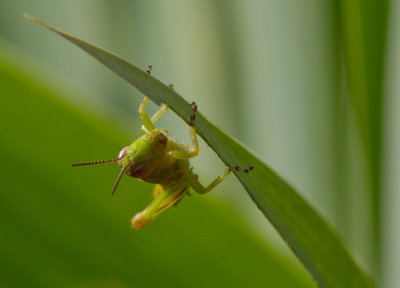 _MG_5358 Grasshopper