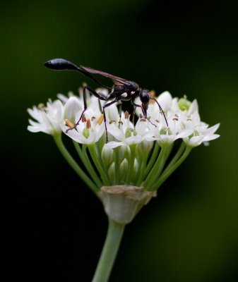 _MG_5878 Wasp on garlic chive blossoms