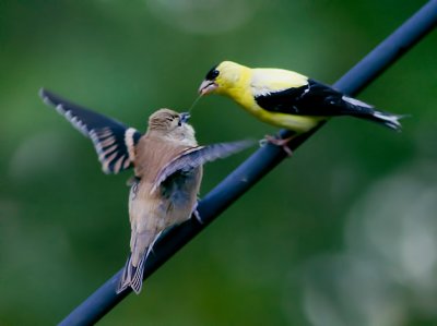 _MG_6298 Male Goldfinch Feeding Baby