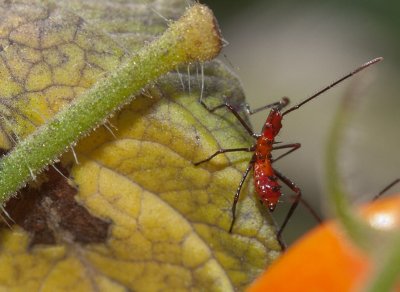 _MG_2427 Assassin Bug Nymph