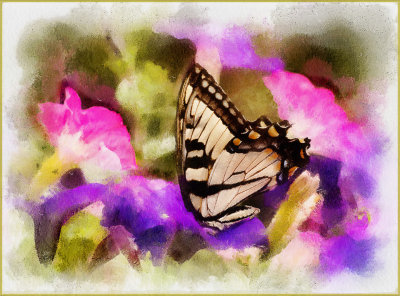 Butterfly and Petunias