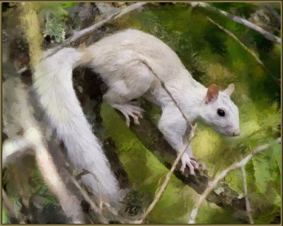 _MG_6242 Crazy Mixed Up Squirrel DAP Sargent and PS.