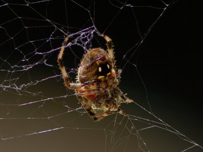 _MG_6574 Spider
