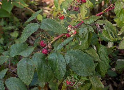 P1000235 Late season raspberries