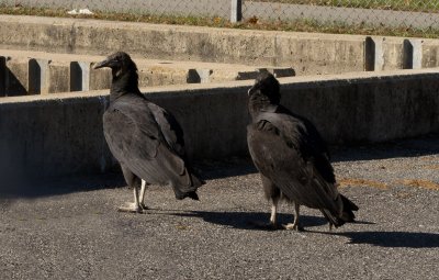 P1000295 Hatchery Vultures