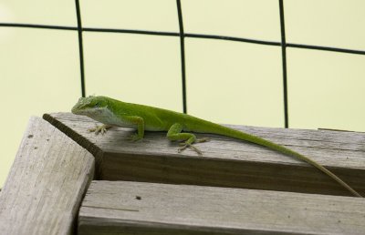 P1040474 Anole