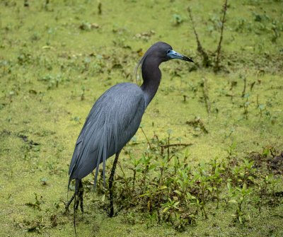 P1040600 Little Blue Heron