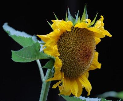 _MG_9818 Sunflower