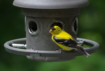 P1060117 Male American Goldfinch
