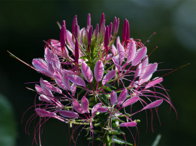 _MG_0125 Cleome *(Spider Flower) After a Downpour